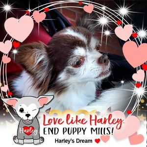 Meet your Posher, Janice